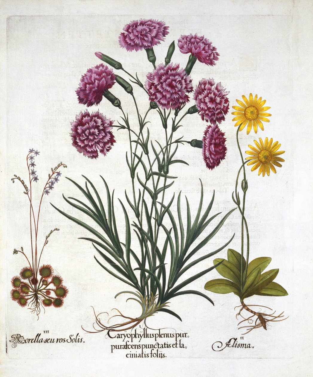 Eu. Cravo, Dianthius, ii. Arnica e iii. Sundew com folhas redondo de Hortus Eystettensis, pelo bar de Basil Besler (1561-1629). 1613 de German School