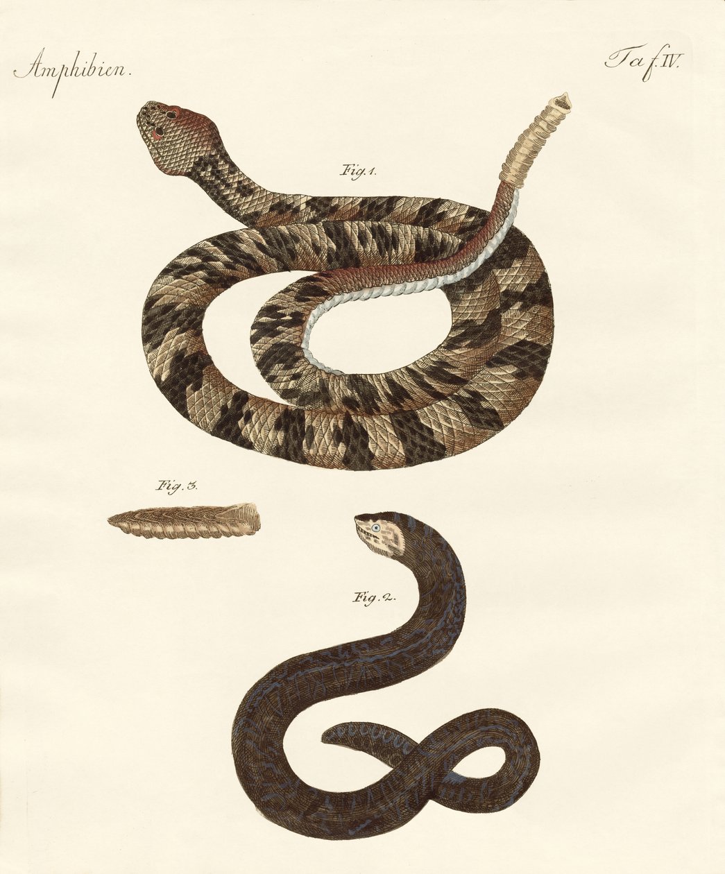 serpente de German School