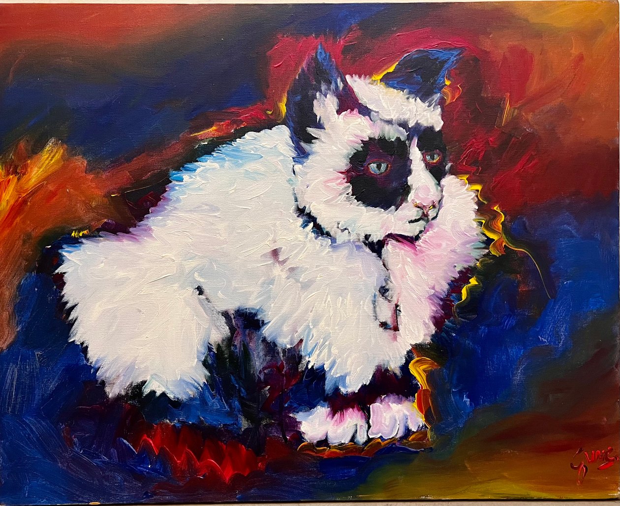Bungee, o gato de Gerrit Greve