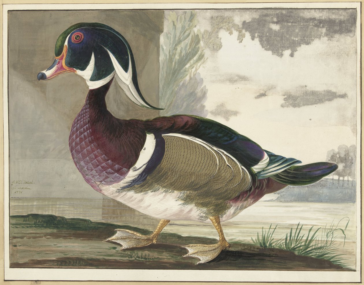 Pato de Carolina de Gerrit van den Heuvel