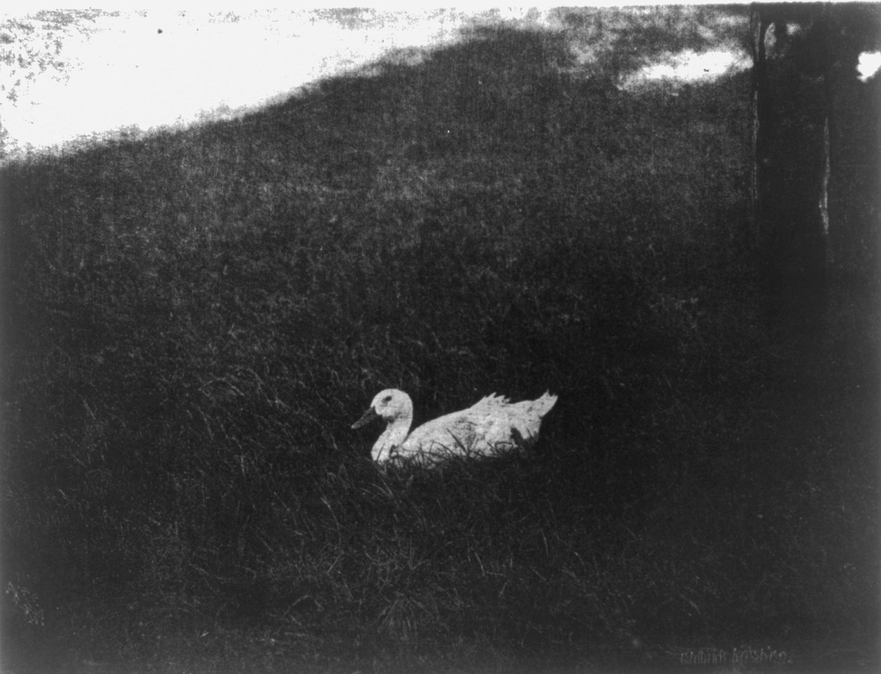 A vida simples de Gertrude Kasebier de Gertrude Käsebier