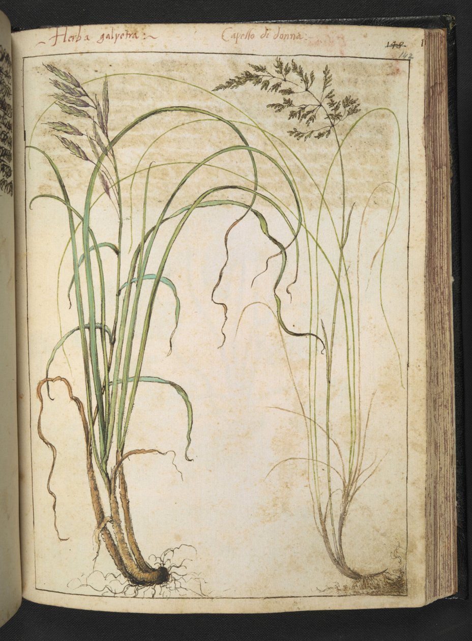 Uma planta herbácea, de "Pinturas da Flora dos Estados Romanos" de Gherardo Cibo, Acrescentar MS 22333, f142r, c.1564-84 (aquarela e guache sobre papel) de Gherardo Cibo