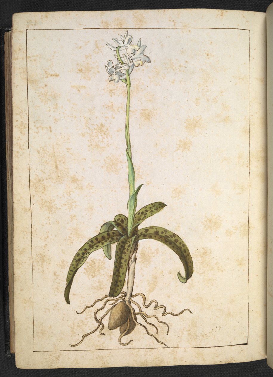 Uma planta com pétalas brancas, de "Pinturas de Flora dos Estados Romanos" de Gherardo Cibo, Acrescente MS 22333, f173v, c.1564-84 (aguarela e guache sobre papel) de Gherardo Cibo