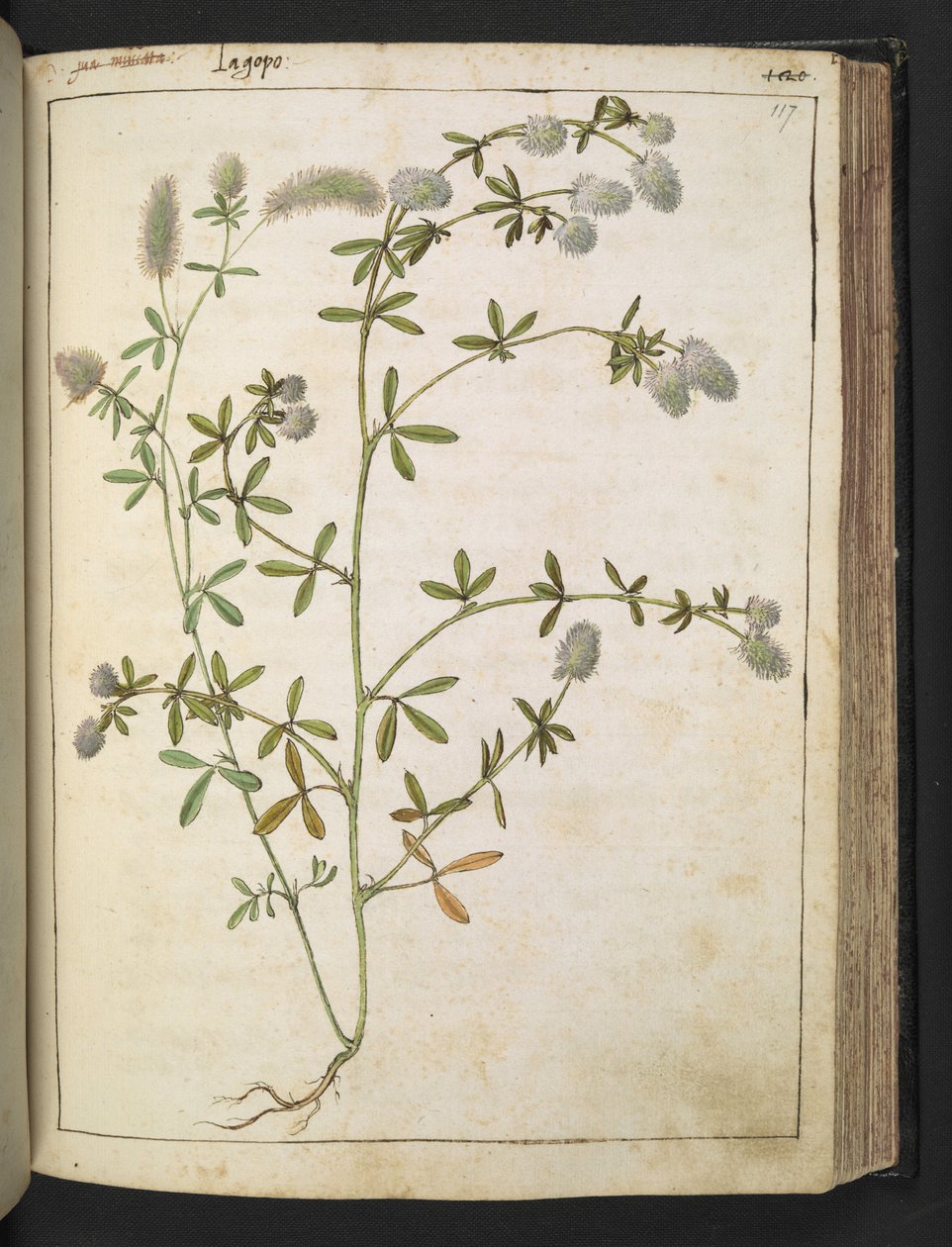Uma planta com flores brancas. , de "Pinturas da Flora dos Estados Romanos" de Gherardo Cibo, Acrescentar MS 22333, f117r, c.1564-84 (aquarela e guache sobre papel) de Gherardo Cibo