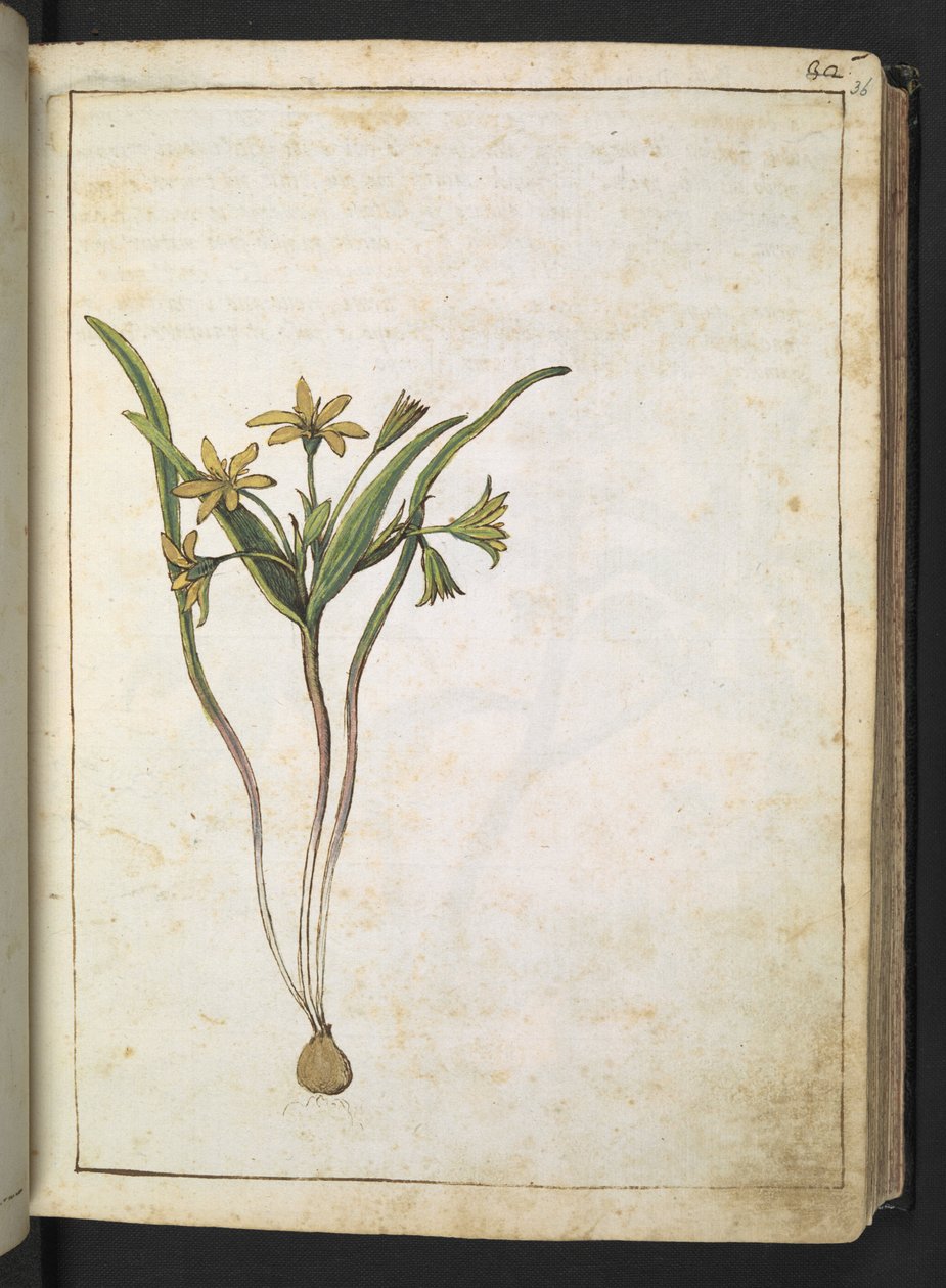 Uma planta com flores amarelas, de "Paintings of Flora of the Roman States" de Gherardo Cibo, Add MS 22333, f036r, c.1564-84 (aguarela e guache sobre papel) de Gherardo Cibo