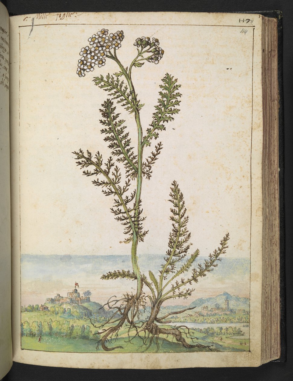 Achillea millefolium: Uma planta do tipo feto alto com flores brancas, de "Pinturas da Flora dos Estados Romanos" de Gherardo Cibo, Add MS 22333, f114r, c.1564-84 (aguarela e guache sobre papel) de Gherardo Cibo