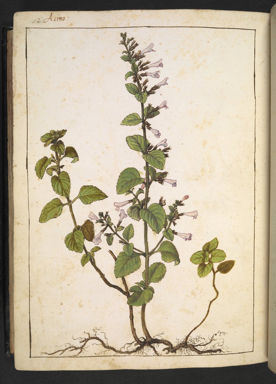 Acinos, Clinopodium: Planta lenhosa perene com flores tubulares, de "Paintings of Flora of the Roman States" de Gherardo Cibo, Add MS 22333, f175v, c.1564-84 (aguarela e guache sobre papel) de Gherardo Cibo