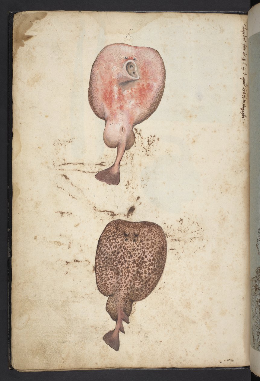 Adicionar MS 22333, Pinturas da flora dos Estados romanos, c.1564-84 (aguarela e guache sobre papel) de Gherardo Cibo