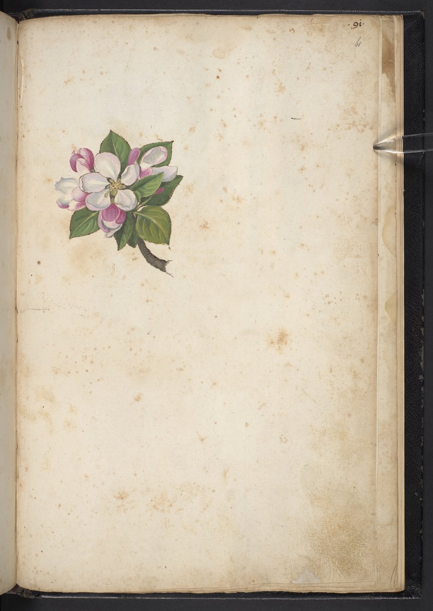Adicionar MS 22333 f61r, Flor, de 