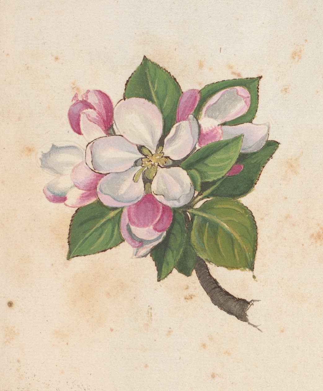 Adicionar MS 22333 f.61r, Blossom, de "Pinturas da flora dos Estados romanos", c.1564-84 (aguarela e guache sobre papel) de Gherardo Cibo