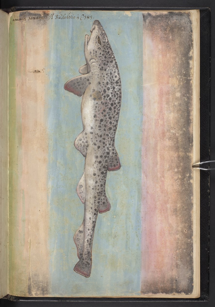 Adicionar MS 22333 f.66r, Peixe, de "Pinturas da flora dos Estados romanos", c.1564-84 (aguarela e guache sobre papel) de Gherardo Cibo