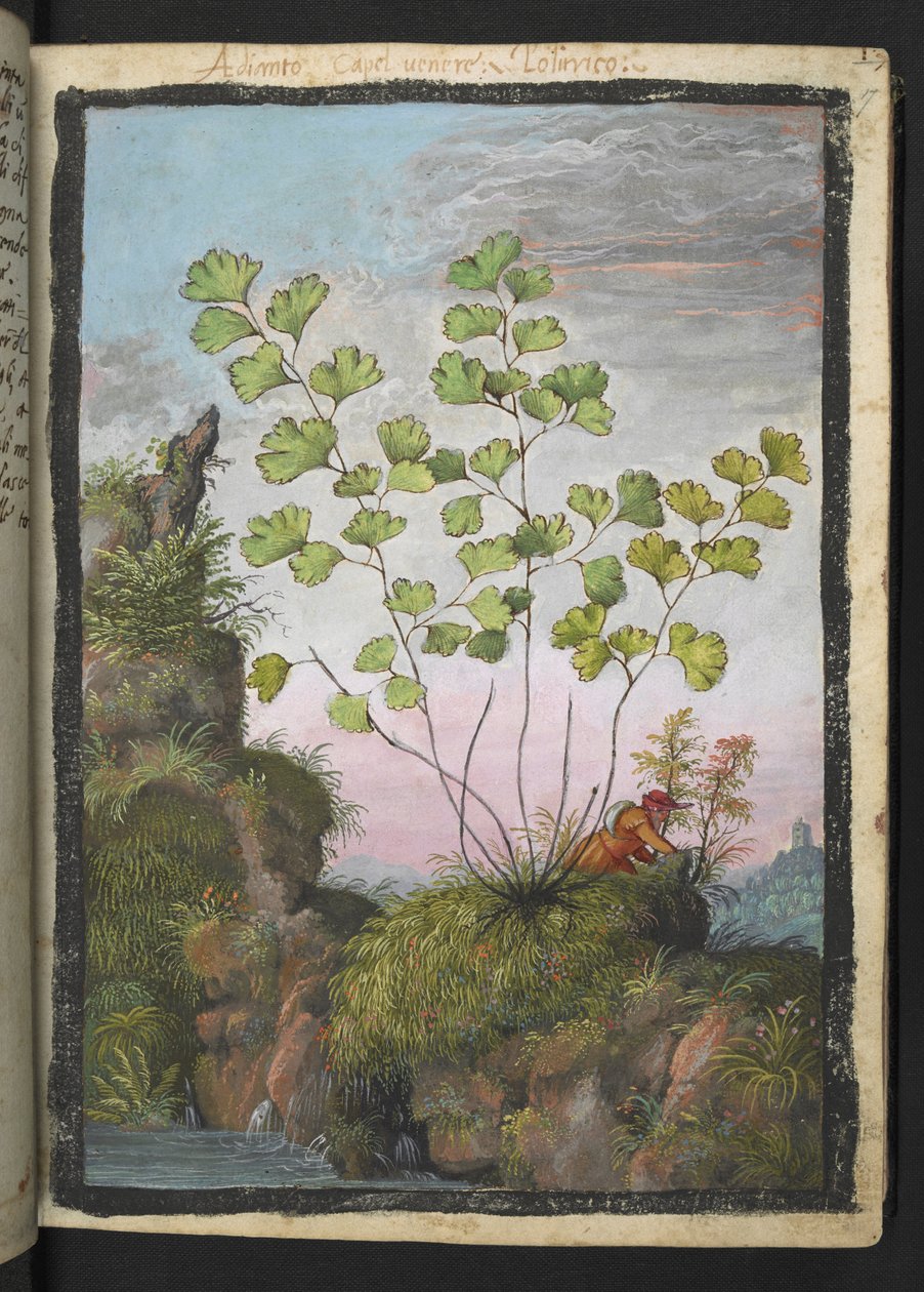Adiantum capillus-veneris, de "Pinturas de Flora dos Estados Romanos" de Gherardo Cibo, Add MS 22333, f017r, c.1564-84 (aguarela e guache sobre papel) de Gherardo Cibo