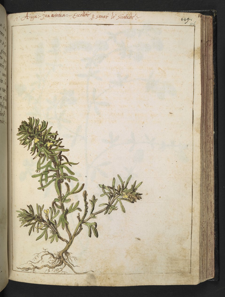 Ajuga chamaepitys: Uma planta com folhas verdes e flores amarelas, de "Paintings of Flora of the Roman States" de Gherardo Cibo, Add MS 22333, f116r, c.1564-84 (aguarela e guache sobre papel) de Gherardo Cibo
