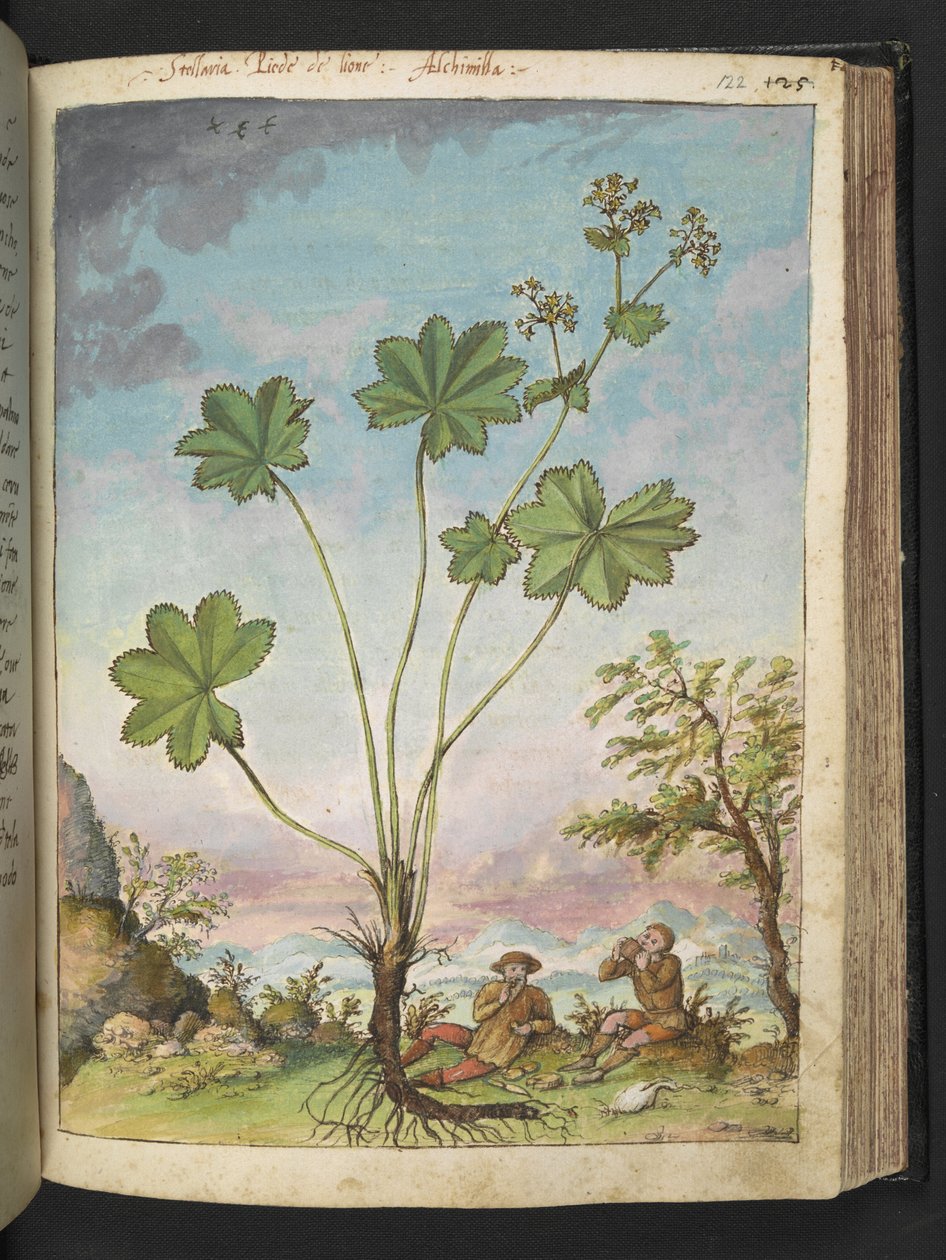 Alchemilla vulgaris (manto da senhora), de "Pinturas da Flora dos Estados Romanos" de Gherardo Cibo, Acrescentar MS 2233, f122r, c.1564-84 (aquarela e guache sobre papel) de Gherardo Cibo
