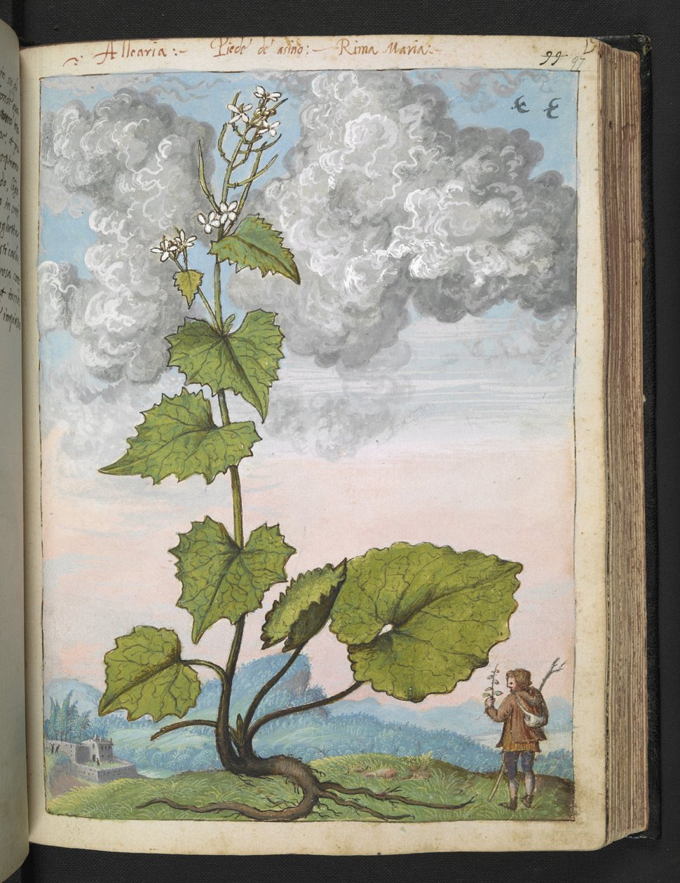 Alliaria petiolata: Uma planta alta com pétalas brancas. , de "Pinturas da Flora dos Estados Romanos" de Gherardo Cibo, Acrescentar MS 22333, f097r, c.1564-84 (aquarela e guache sobre papel) de Gherardo Cibo