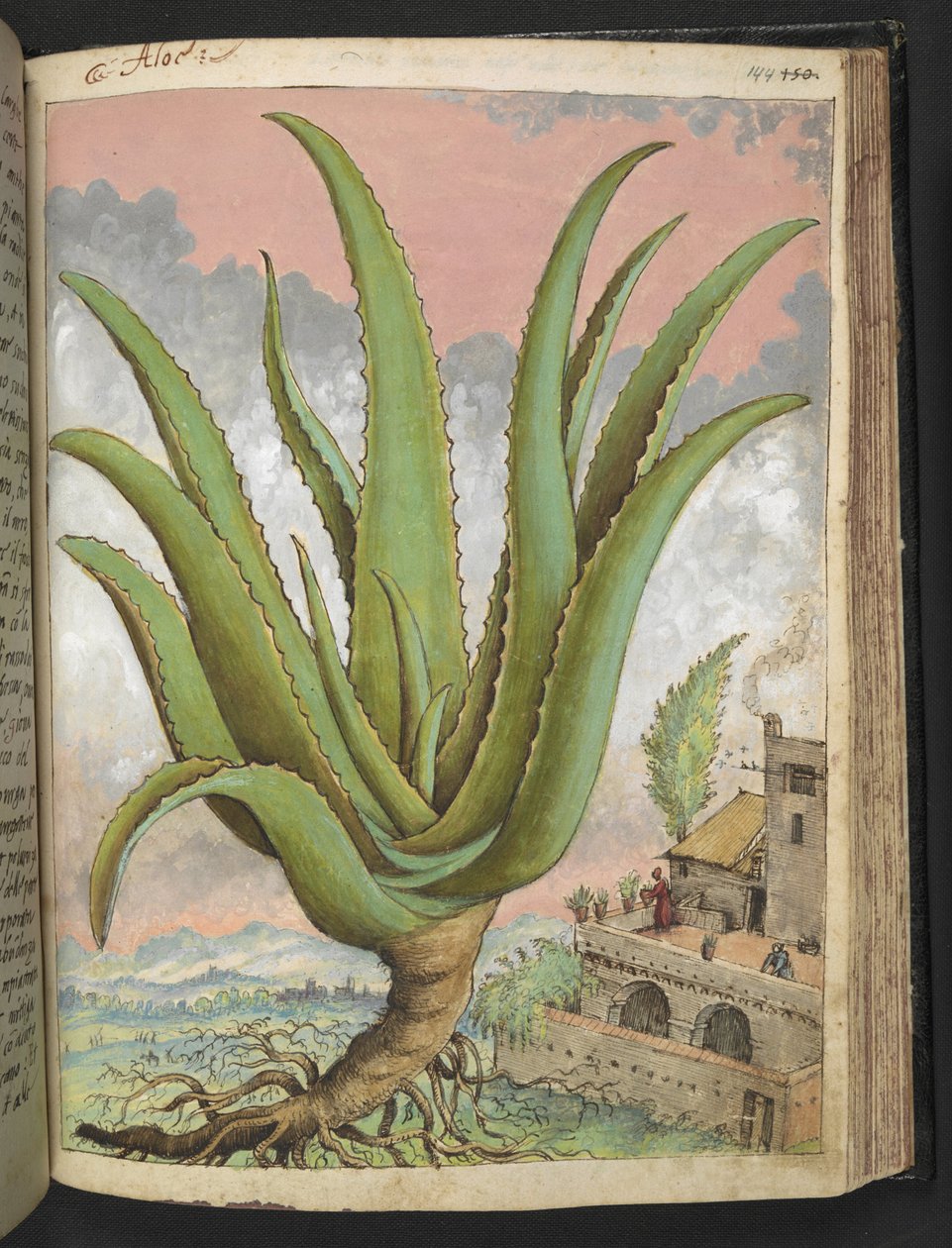 Aloe vera, de "Pinturas de Flora dos Estados Romanos" de Gherardo Cibo, Acrescente MS 22333, f144r, c.1564-84 (aguarela e guache sobre papel) de Gherardo Cibo