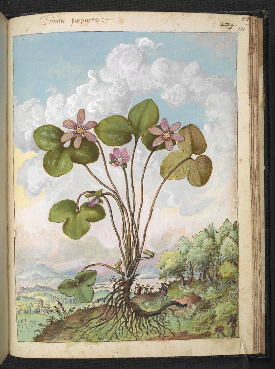 Anemone hepática: Uma planta com pétalas cor-de-rosa, de "Paintings of Flora of the Roman States" de Gherardo Cibo, Add MS 22333, f170r, c.1564-84 (aguarela e guache sobre papel) de Gherardo Cibo