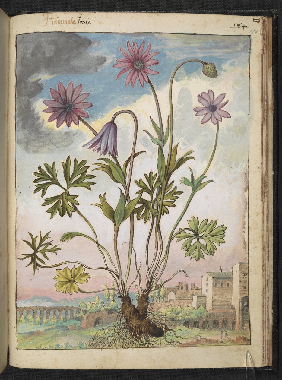 Anemone hortensis, de "Pinturas da Flora dos Estados Romanos" de Gherardo Cibo, Acrescentar MS 22333, f174r, c.1564-84 (aquarela e guache sobre papel) de Gherardo Cibo