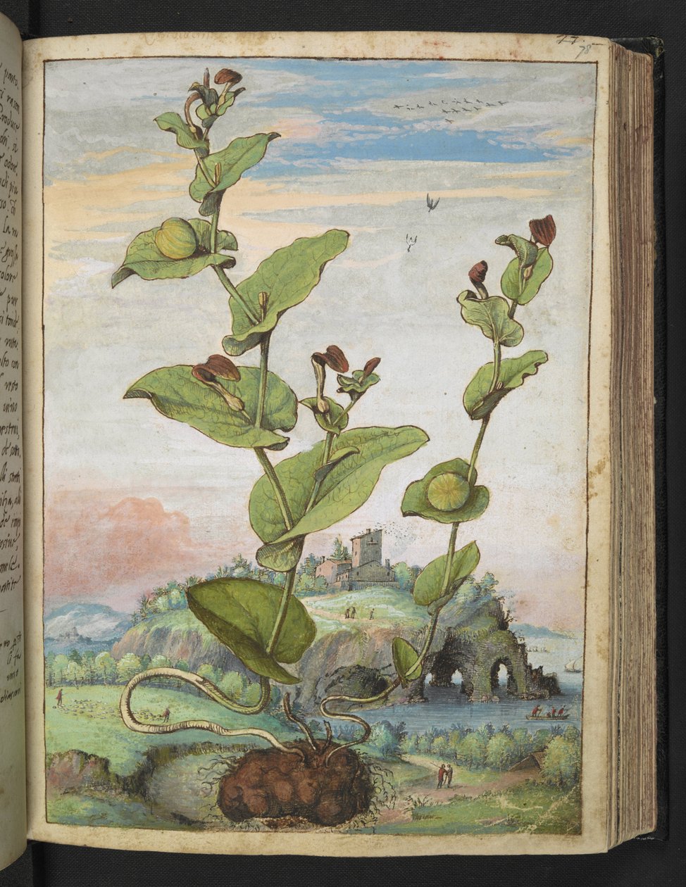 Aristolochia rotunda: Uma planta frutífera, de "Pinturas da Flora dos Estados Romanos" de Gherardo Cibo, Acrescentar MS 22333, f078r, c.1564-84 (aquarela e guache sobre papel) de Gherardo Cibo