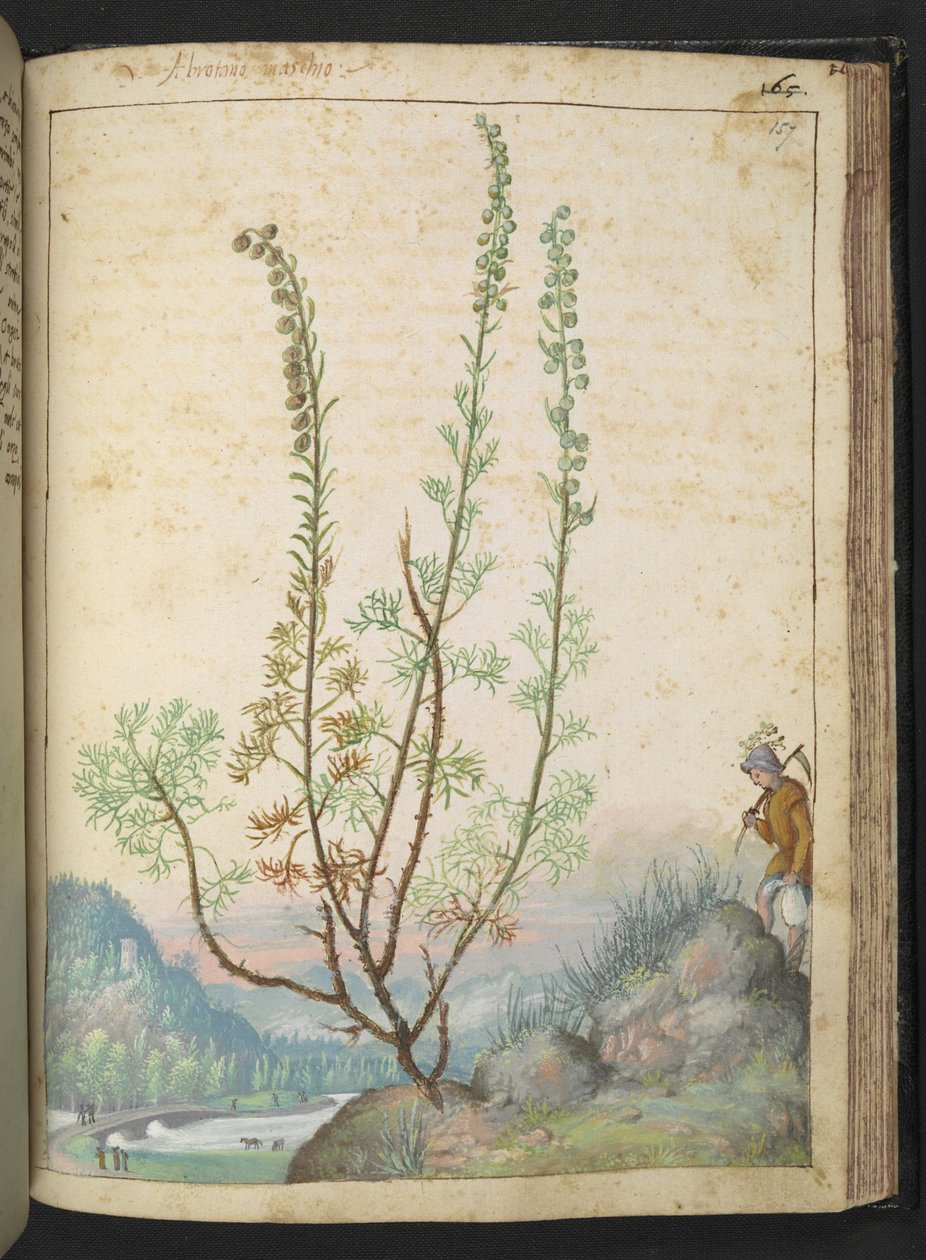 Artemisia abrotanum (madeira do sul), de "Pinturas da Flora dos Estados Romanos" de Gherardo Cibo, Add MS 22333, f157r, c.1564-84 (aguarela e guache sobre papel) de Gherardo Cibo