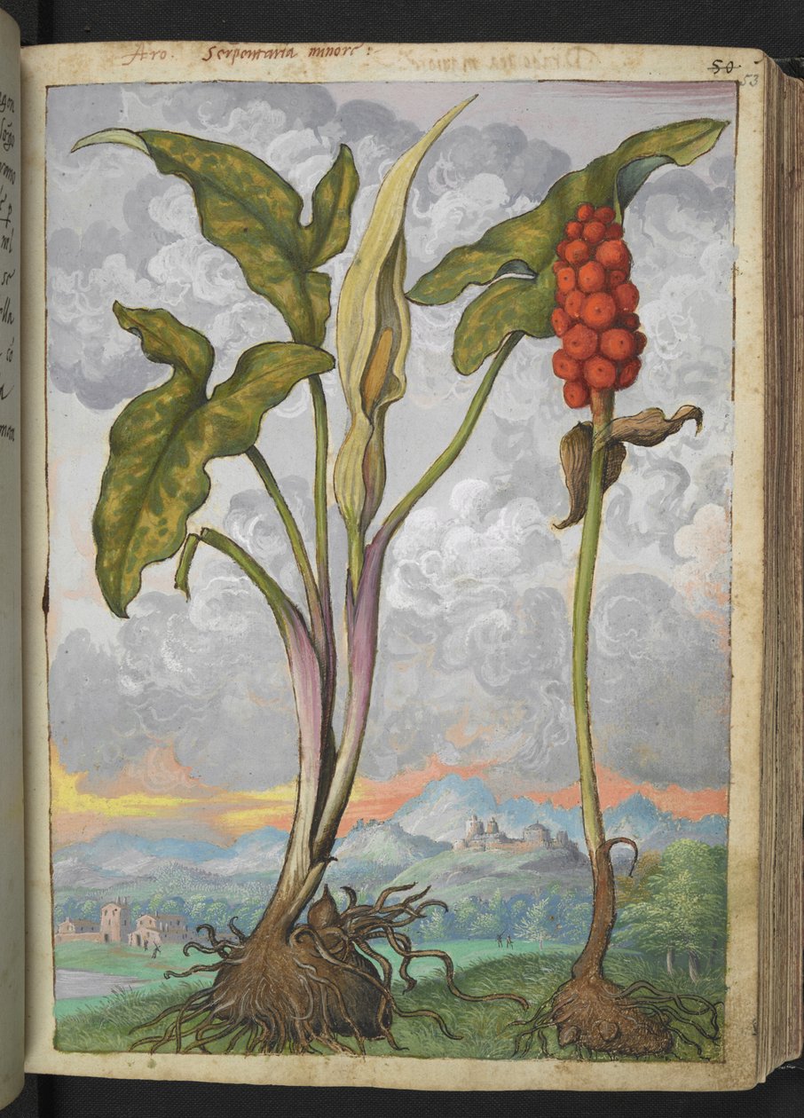 Arum italicum, de "Pinturas da Flora dos Estados Romanos" de Gherardo Cibo, Acrescentar MS 22333, f053r, c.1564-84 (aquarela e guache sobre papel) de Gherardo Cibo