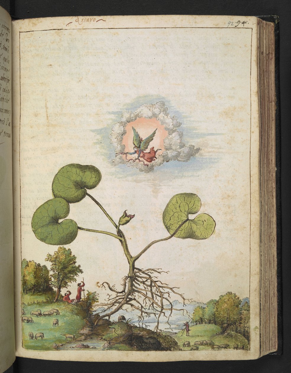 Asarum europaeum, de "Pinturas da Flora dos Estados Romanos" de Gherardo Cibo, Acrescentar MS 22333, f092r, c.1564-84 (aquarela e guache sobre papel) de Gherardo Cibo