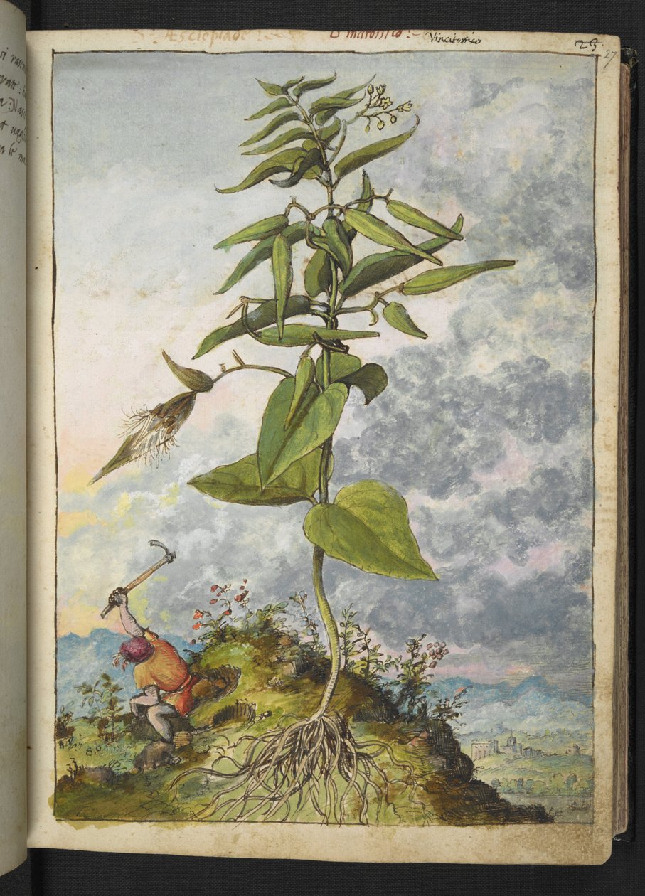 Asclepias, de "Pinturas da Flora dos Estados Romanos" de Gherardo Cibo, Acrescentar MS 22333, f027r, c.1564-84 (aquarela e guache sobre papel) de Gherardo Cibo