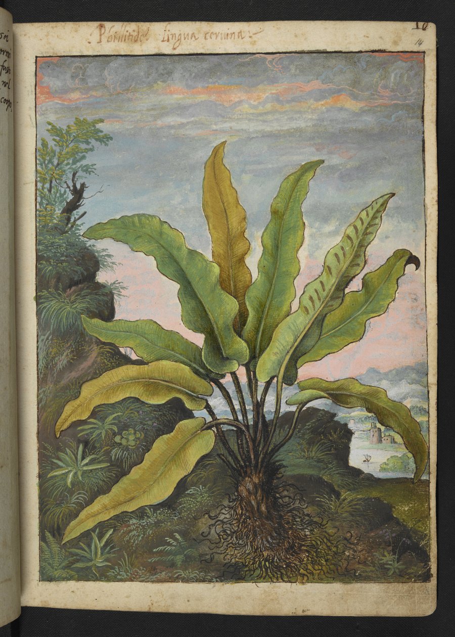 Asplenium scolopendrium, de "Pinturas da Flora dos Estados Romanos" de Gherardo Cibo, Acrescentar MS 22333, f014r, c.1564-84 (aquarela e guache sobre papel) de Gherardo Cibo