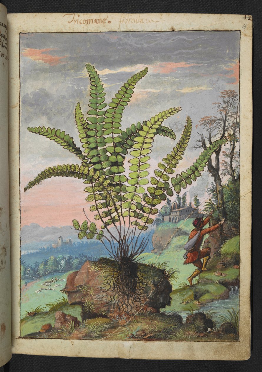 Asplenium trichomanes, de "Pinturas de Flora dos Estados Romanos" de Gherardo Cibo, Add MS 22333, f016r, c.1564-84 (aguarela e guache sobre papel) de Gherardo Cibo