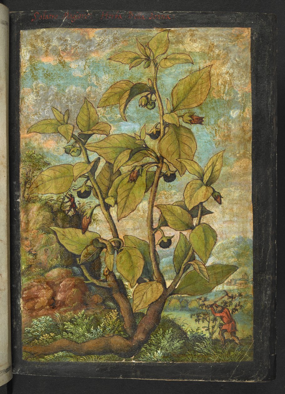 Atropa belladonna ou Atropa bella-donna, de "Pinturas da Flora dos Estados Romanos" de Gherardo Cibo, Acrescentar MS 22333, f005r, c.1564-84 (aquarela e guache sobre papel) de Gherardo Cibo