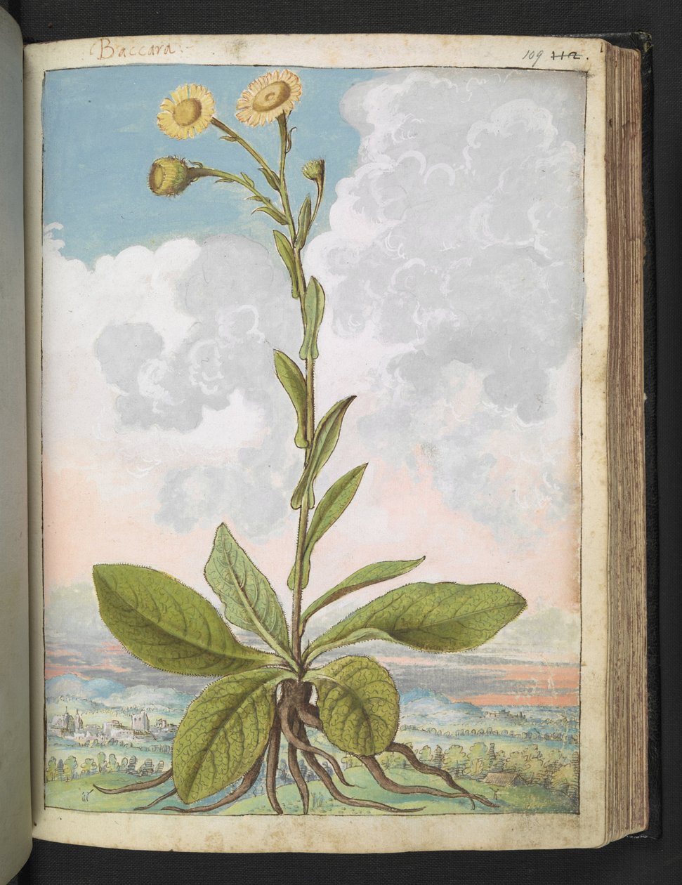 Baccara, de "Pinturas da Flora dos Estados Romanos" de Gherardo Cibo, Acrescentar MS 22333, f109r, c.1564-84 (aquarela e guache sobre papel) de Gherardo Cibo
