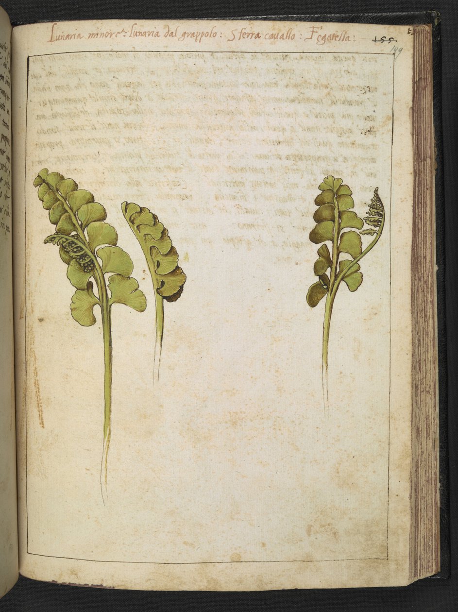 Botrychium lunaria (samambaia), de "Pinturas da Flora dos Estados Romanos" de Gherardo Cibo, Add MS 22333, f149r, c.1564-84 (aguarela e guache sobre papel) de Gherardo Cibo