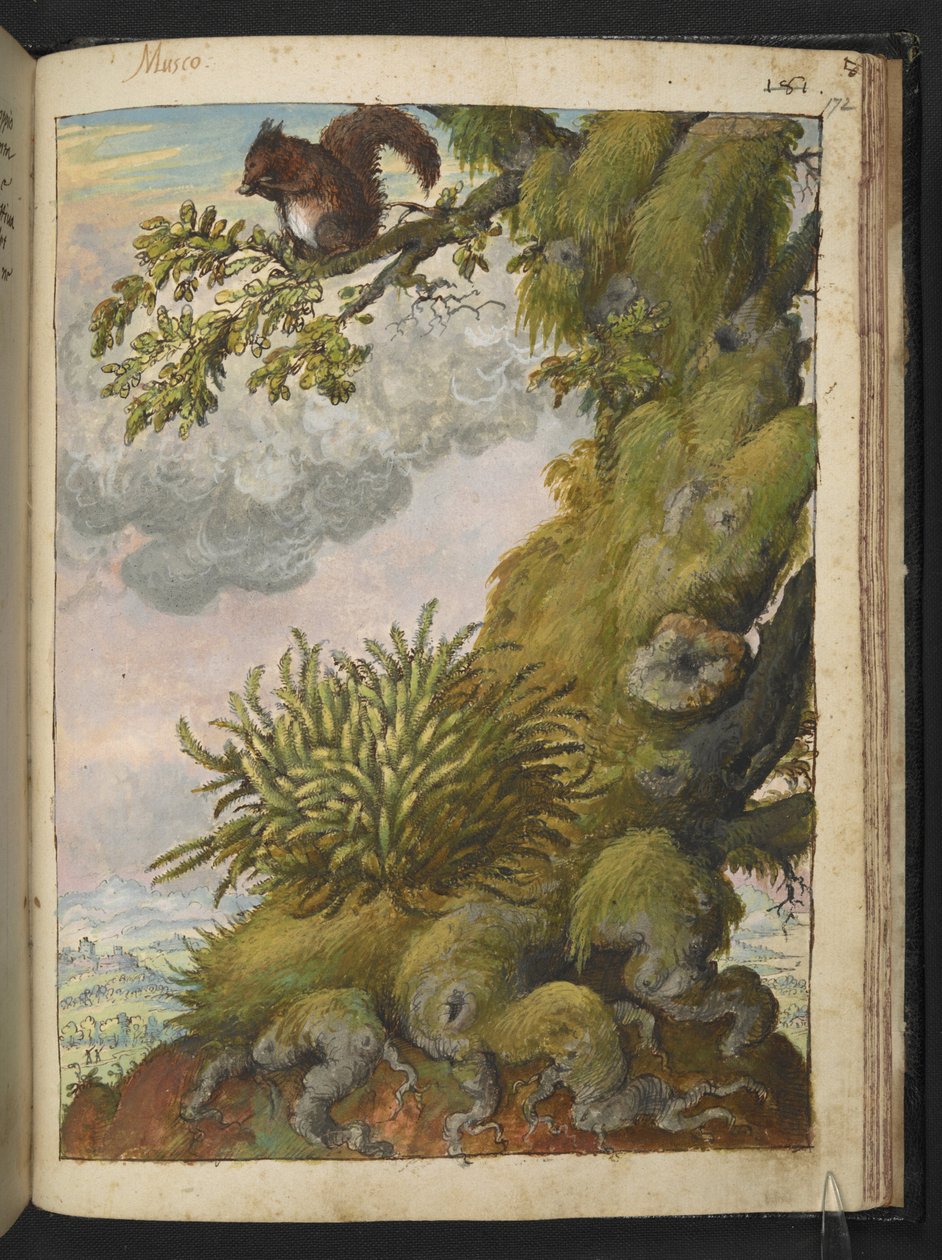 Bryophyte (musgo) e um esquilo sentado no ramo de uma árvore, de "Pinturas de Flora dos Estados Romanos" de Gherardo Cibo, Add MS 22333, f172r, c.1564-84 (aguarela e guache sobre papel) de Gherardo Cibo