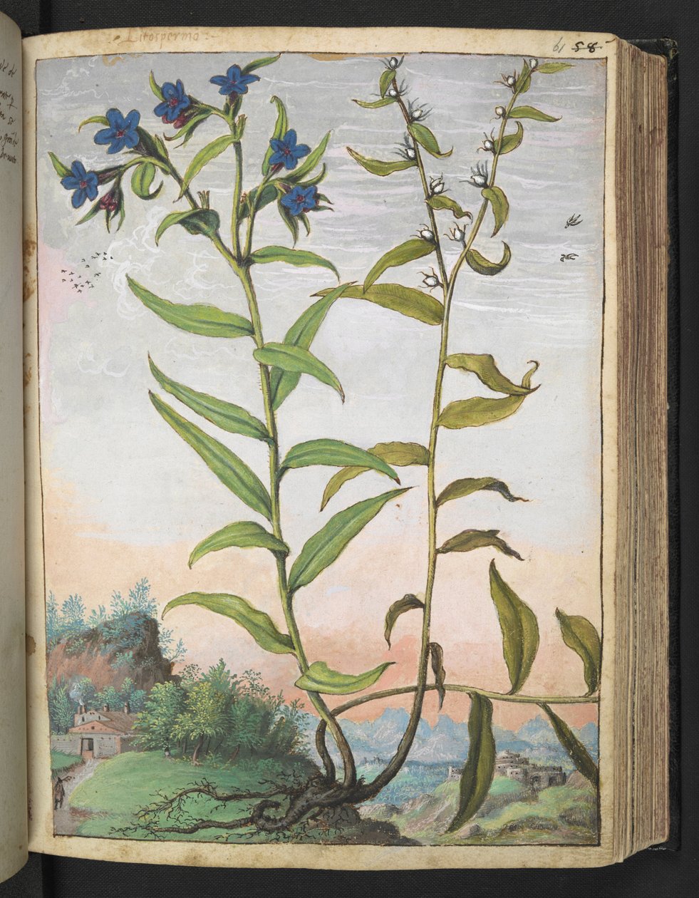 Buglossoides purpurocaerulea , de "Pinturas da Flora dos Estados Romanos" de Gherardo Cibo, Add MS 22333, f061r, c.1564-84 (aguarela e guache sobre papel) de Gherardo Cibo