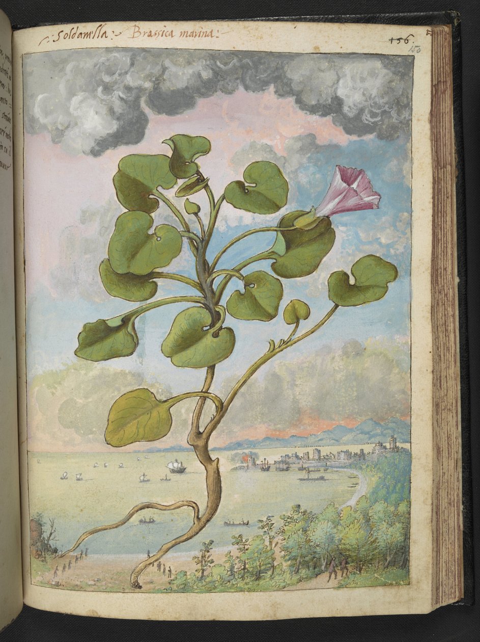 Calystegia soldanella, de "Pinturas da Flora dos Estados Romanos" de Gherardo Cibo, Acrescentar MS 22333, f150r, c.1564-84 (aquarela e guache sobre papel) de Gherardo Cibo