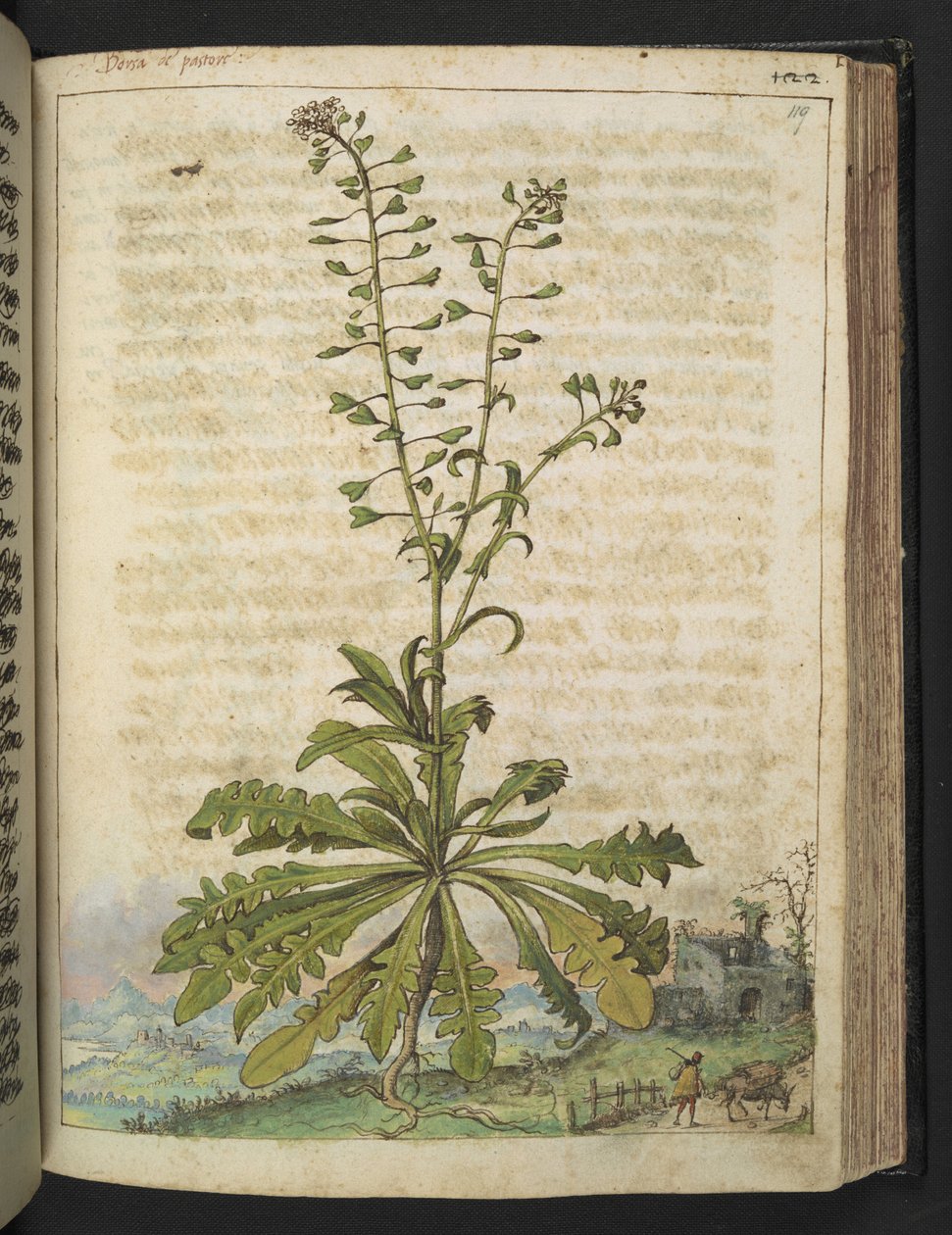 Capsella bursa-pastoris, de "Pinturas de Flora dos Estados Romanos" de Gherardo Cibo, Add MS 22333, f119r, c.1564-84 (aguarela e guache sobre papel) de Gherardo Cibo
