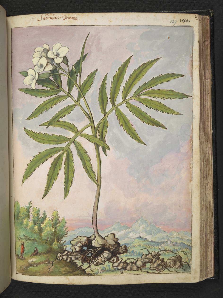 Cardamine heptaphylla, de "Pinturas da Flora dos Estados Romanos" de Gherardo Cibo, Acrescentar MS 22333, f127r, c.1564-84 (aquarela e guache sobre papel) de Gherardo Cibo