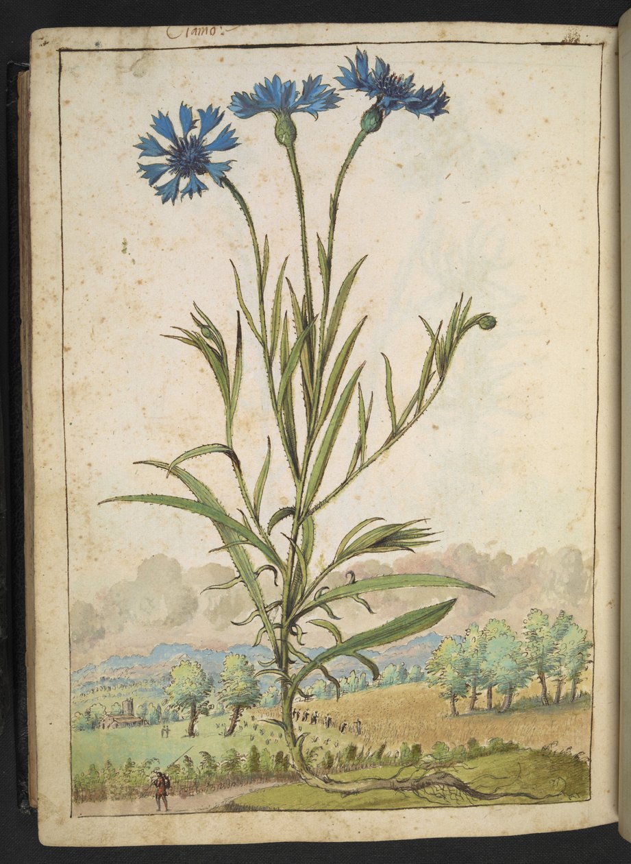 Centaurea cyanus: Uma flor com pétalas azuis, de "Pinturas da Flora dos Estados Romanos" de Gherardo Cibo, Add MS 22333, f177v, c.1564-84 (aguarela e guache sobre papel) de Gherardo Cibo