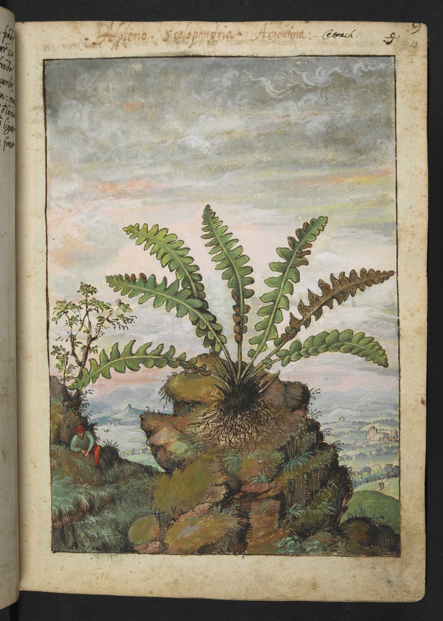 Ceterach officinarum, de "Pinturas da Flora dos Estados Romanos" de Gherardo Cibo, Acrescentar MS 22333, f013r, c.1564-84 (aquarela e guache sobre papel) de Gherardo Cibo