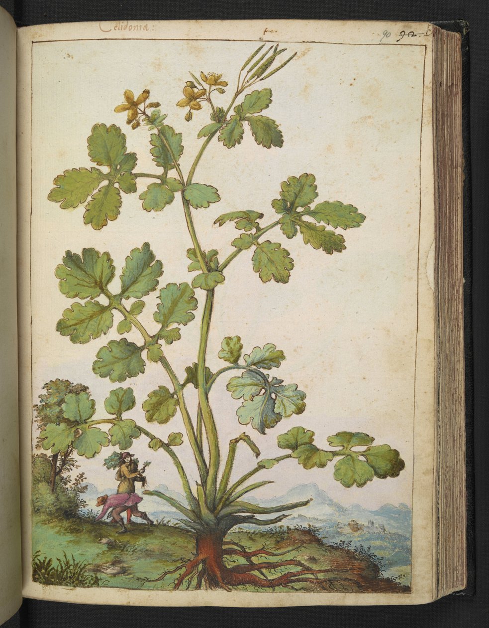 Chelidonium majus, de "Pinturas da Flora dos Estados Romanos" de Gherardo Cibo, Acrescentar MS 22333, f090r, c.1564-84 (aquarela e guache sobre papel) de Gherardo Cibo