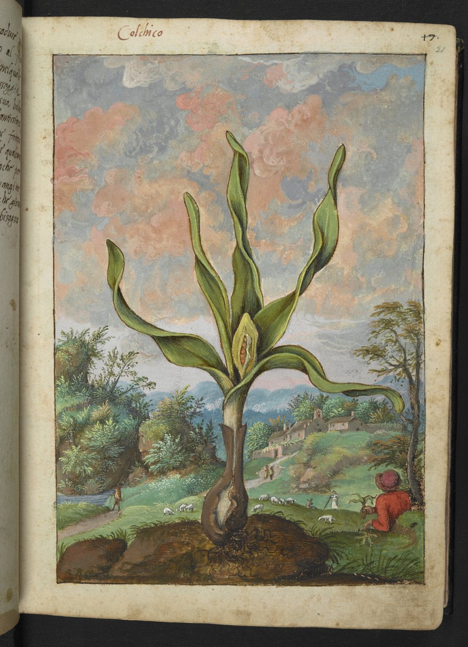 Colchicum autumnale, de "Paintings of Flora of the Roman States" de Gherardo Cibo, Add MS 22333, f021r, c.1564-84 (aguarela e guache sobre papel) de Gherardo Cibo