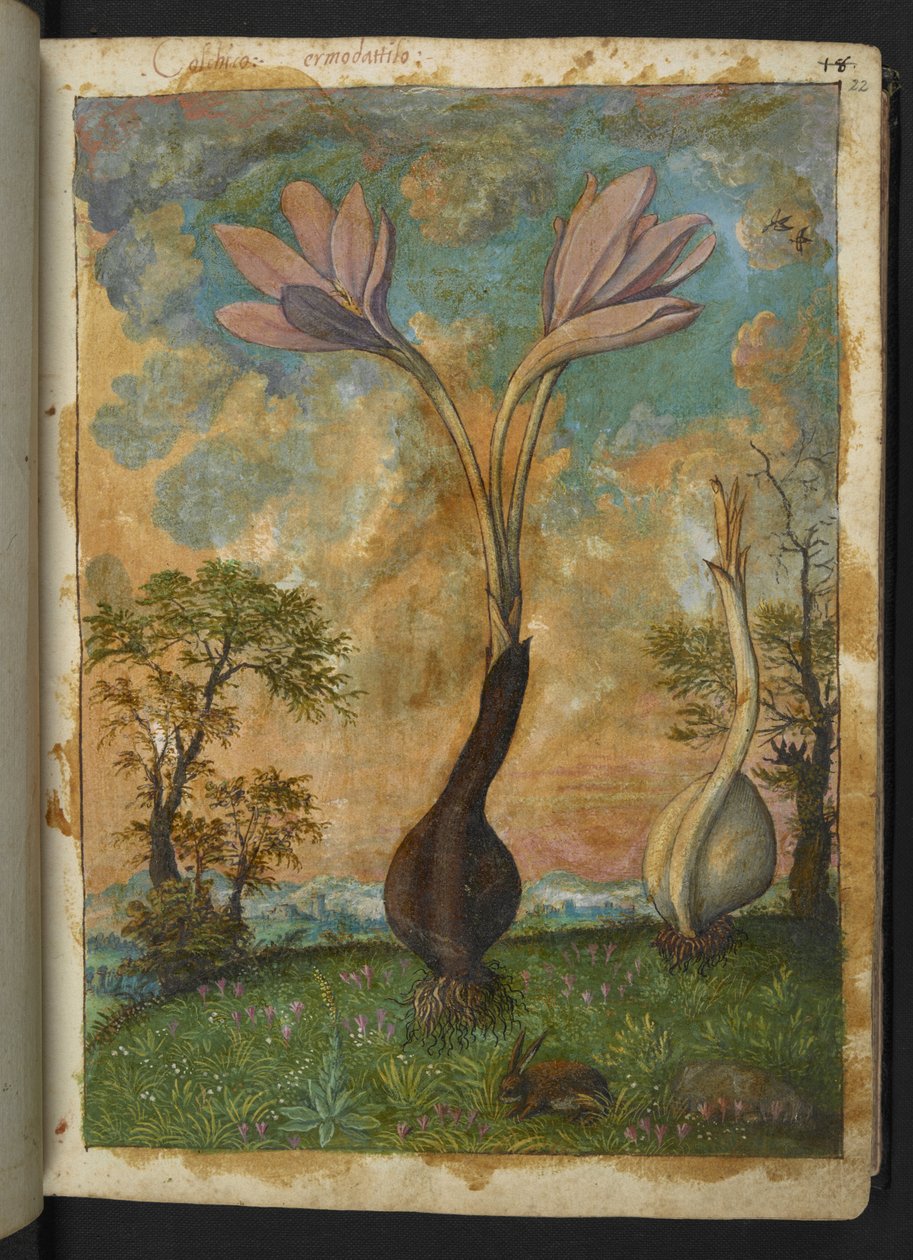 Colchicum autumnale, de "Paintings of Flora of the Roman States" de Gherardo Cibo, Add MS 22333, f022r, c.1564-84 (aguarela e guache sobre papel) de Gherardo Cibo