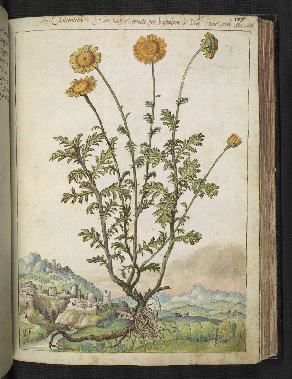 Cota tinctoria, de "Pinturas da Flora dos Estados Romanos" de Gherardo Cibo, Acrescentar MS 22333, f106r, c.1564-84 (aquarela e guache sobre papel) de Gherardo Cibo