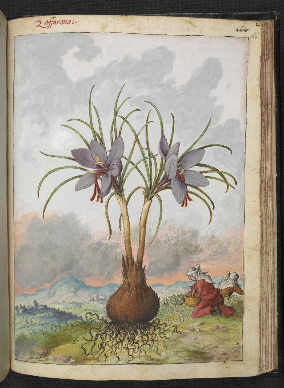 Crocus sativus (Açafrão), de "Pinturas da Flora dos Estados Romanos" de Gherardo Cibo, Acrescentar MS 22333, f160r, c.1564-84 (aquarela e guache sobre papel) de Gherardo Cibo