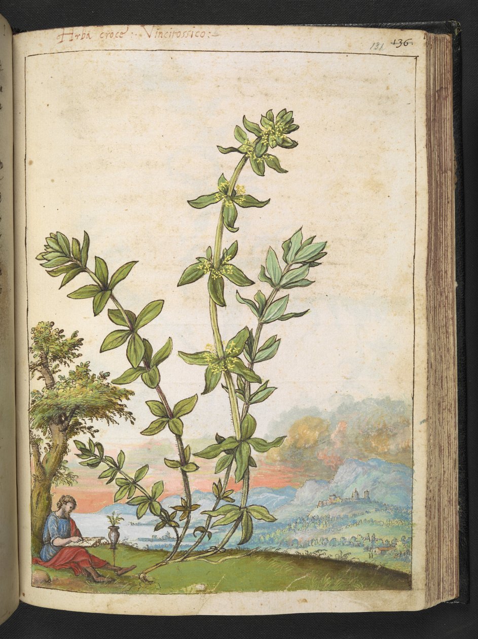 Cruciata laevipes, de "Pinturas de Flora dos Estados Romanos" de Gherardo Cibo, Acrescente MS 22333, f131r, c.1564-84 (aguarela e guache sobre papel) de Gherardo Cibo