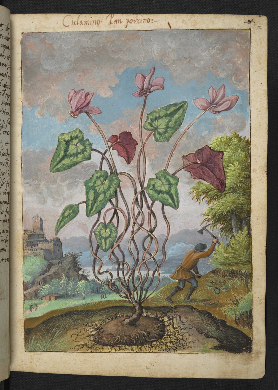 Cyclamen hederifolium, de "Pinturas da Flora dos Estados Romanos" de Gherardo Cibo, Acrescentar MS 22333, f012r, c.1564-84 (aquarela e guache sobre papel) de Gherardo Cibo