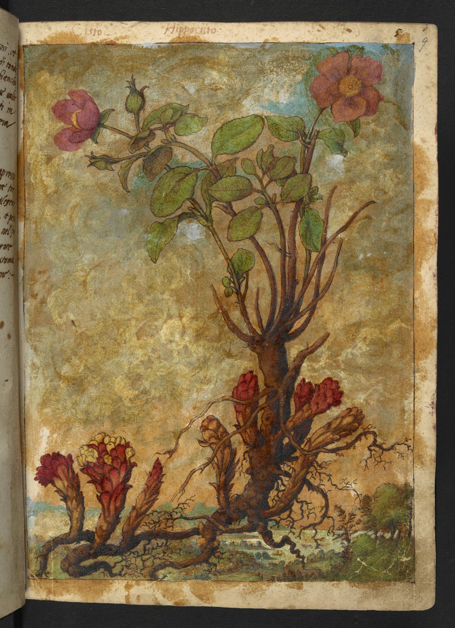 Cytinus hypocistis, de "Pinturas de Flora dos Estados Romanos" de Gherardo Cibo, Add MS 22333, f009r, c.1564-84 (aguarela e guache sobre papel) de Gherardo Cibo