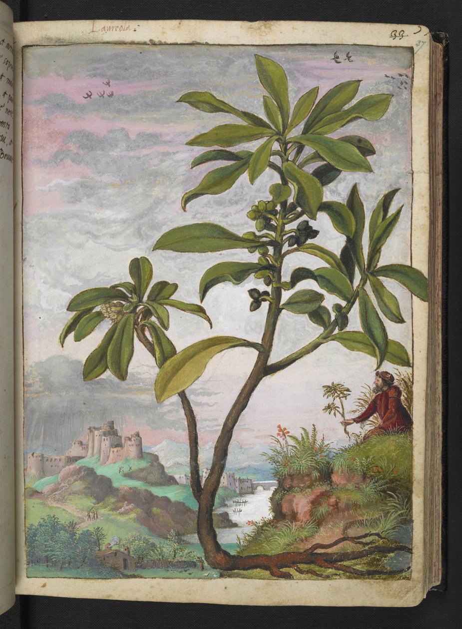 Daphne laureola, de "Pinturas de Flora dos Estados Romanos" de Gherardo Cibo, Acrescente MS 22333, f037r, c.1564-84 (aguarela e guache sobre papel) de Gherardo Cibo