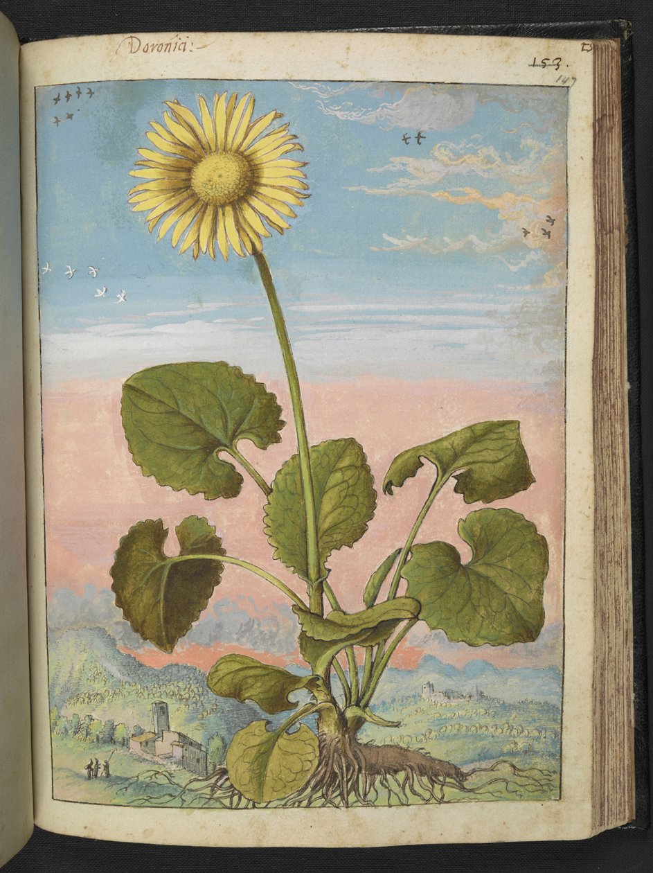 Doronicum austriacum: Uma planta com uma flor amarela, de "Pinturas da Flora dos Estados Romanos" de Gherardo Cibo, Adicionar MS 22333, f147r, c.1564-84 (aquarela e guache sobre papel) de Gherardo Cibo