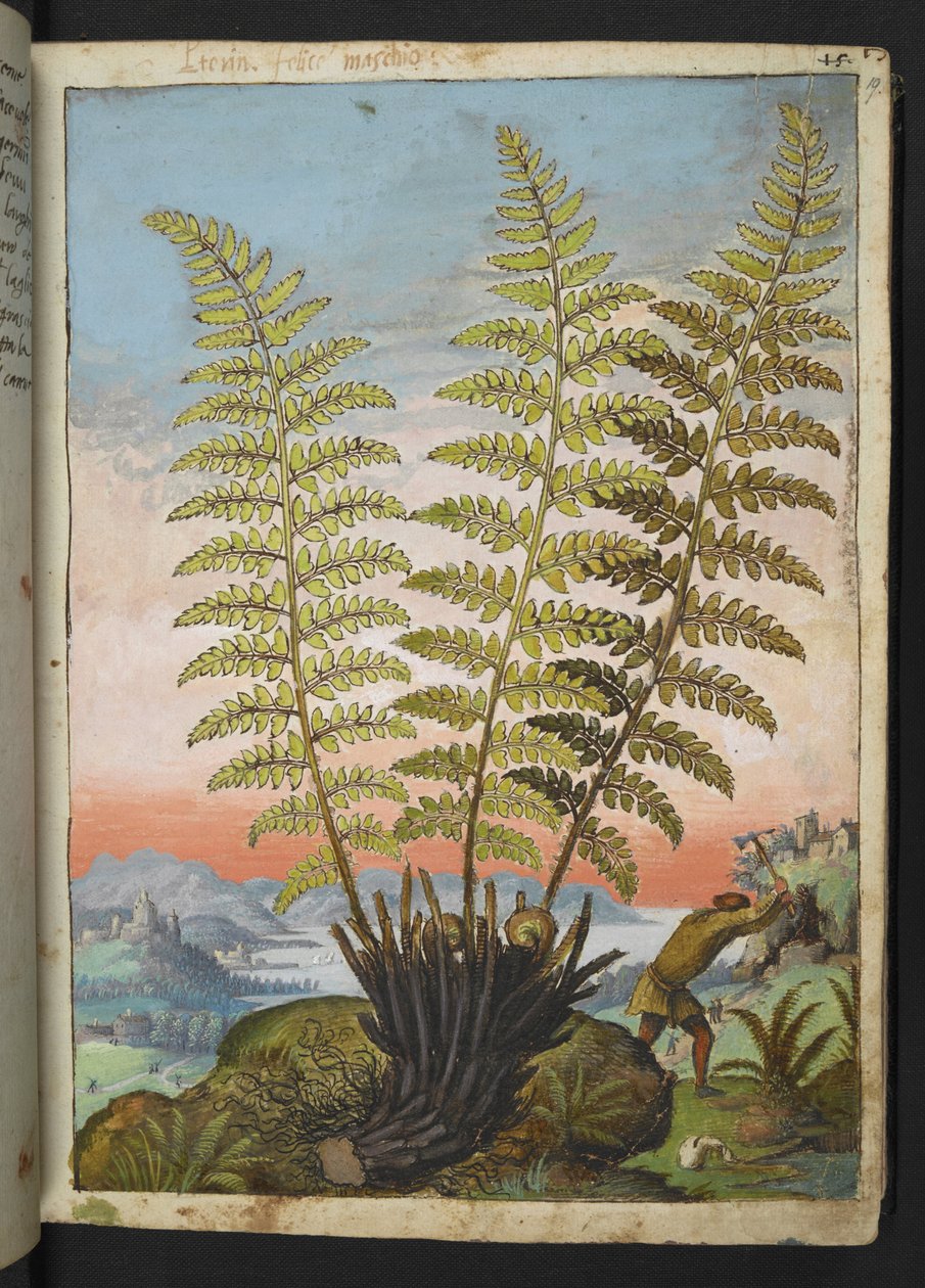 Dryopteris filix mas: Uma samambaia, de "Pinturas da Flora dos Estados Romanos" de Gherardo Cibo, Acrescentar MS 22333, f019r, c.1564-84 (aquarela e guache sobre papel) de Gherardo Cibo